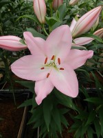 [5373 Hilux VZ No01.JPG]